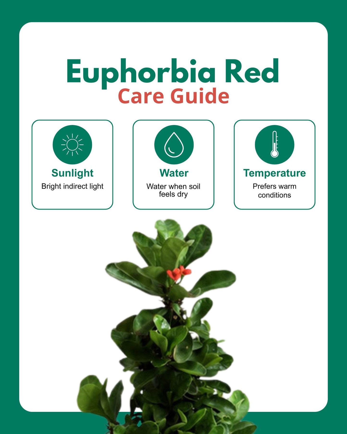 Euphorbia Red