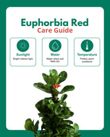 Euphorbia Red