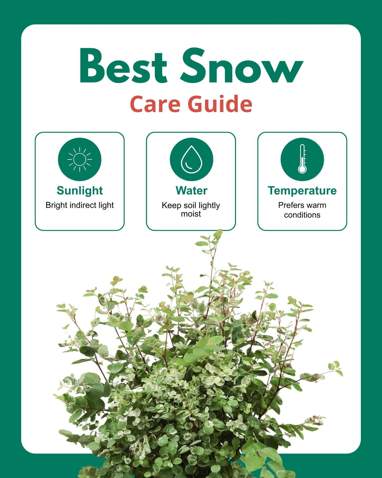 Best Snow