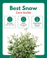 Best Snow