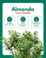 Almonda