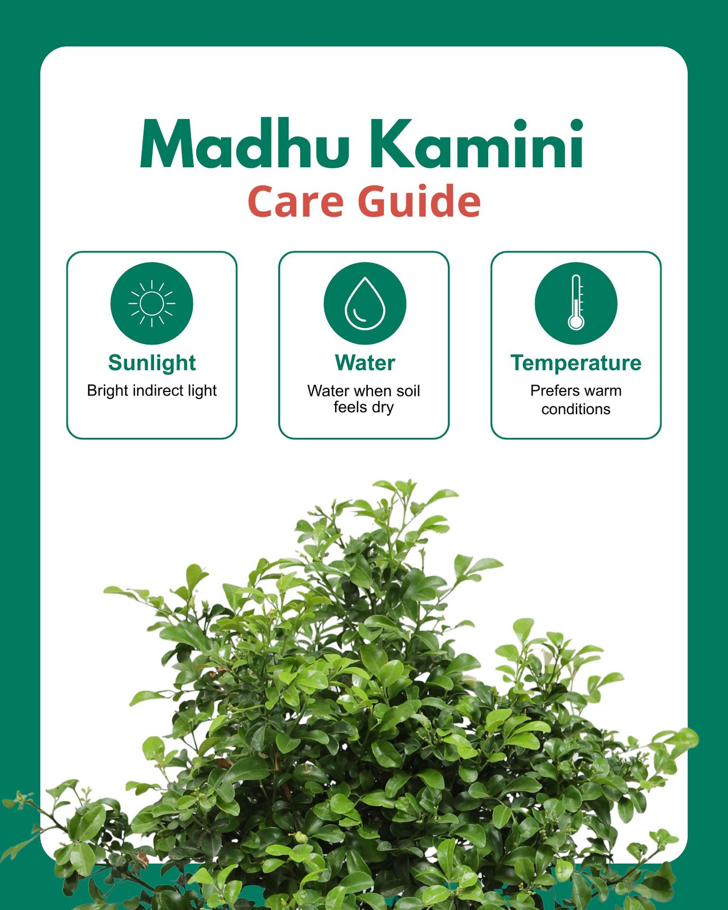Madhu kamini (Dwarf)