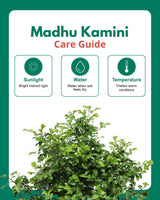 Madhu kamini (Dwarf)