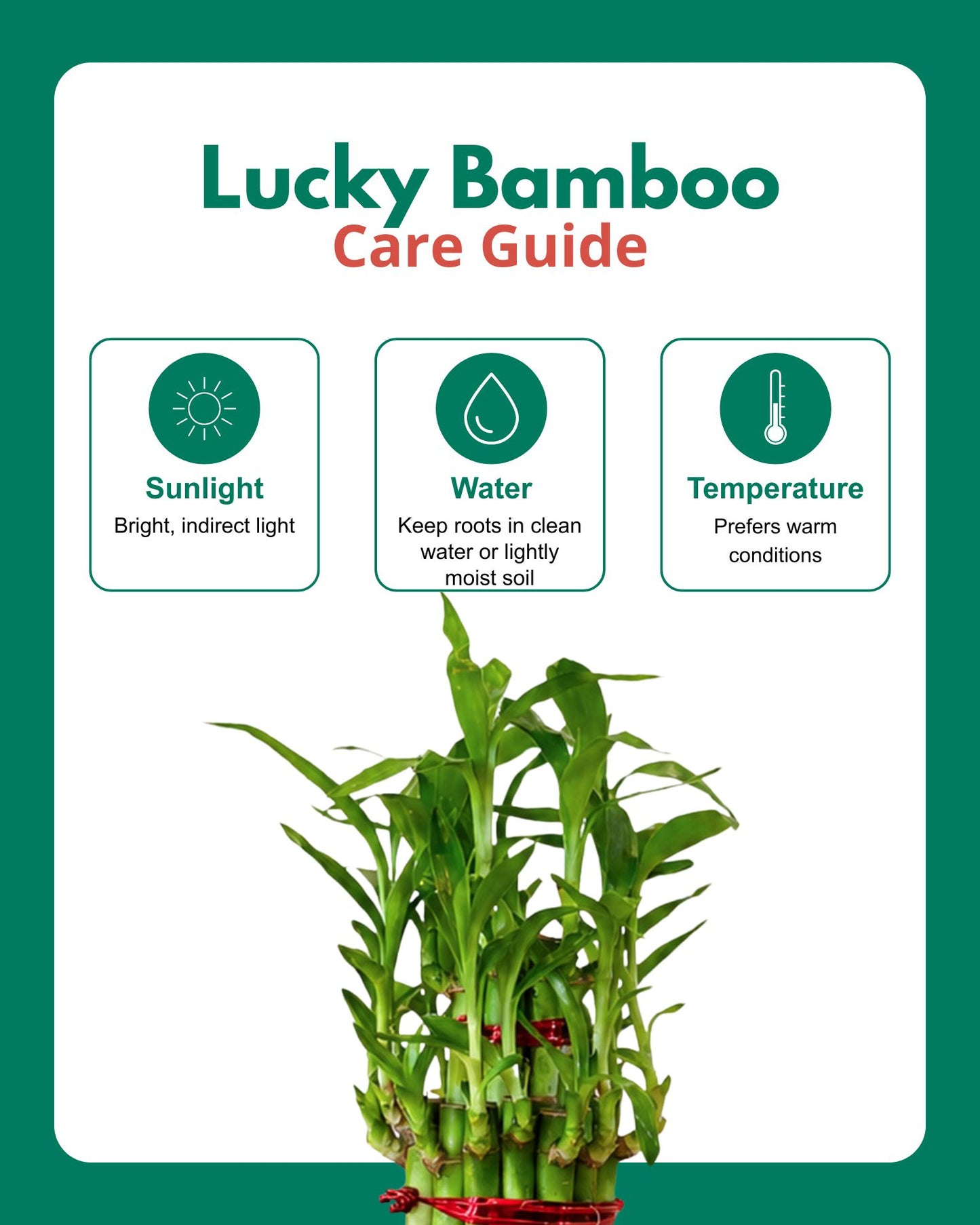 Lucky Bamboo 2 Layer Feng Shui Plant With Acrylic Pot and Stones