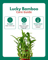 Lucky Bamboo 2 Layer Feng Shui Plant With Acrylic Pot and Stones