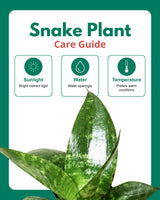 Snake Plant