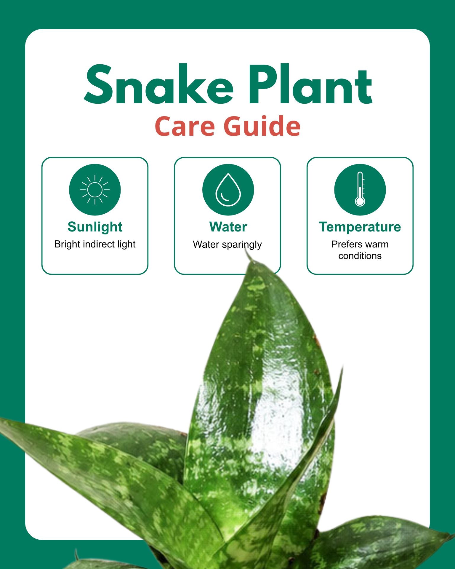 Snake Plant