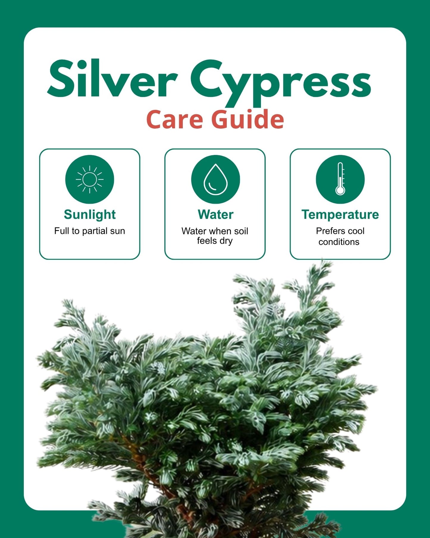 Silver cypress