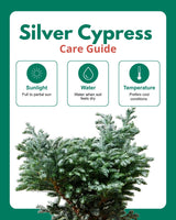 Silver cypress