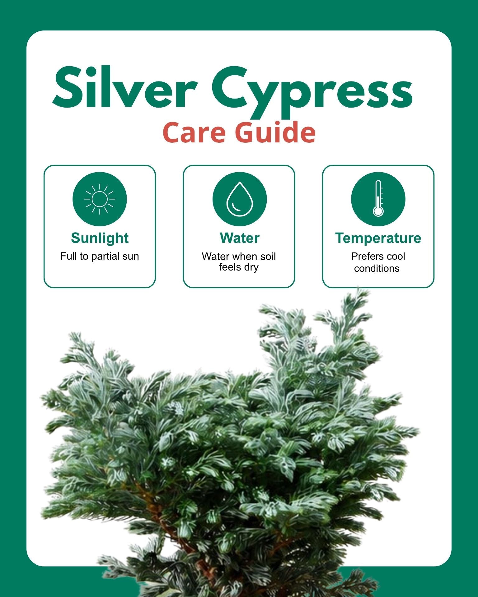 Silver cypress