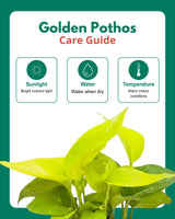 Philodendron Brasil