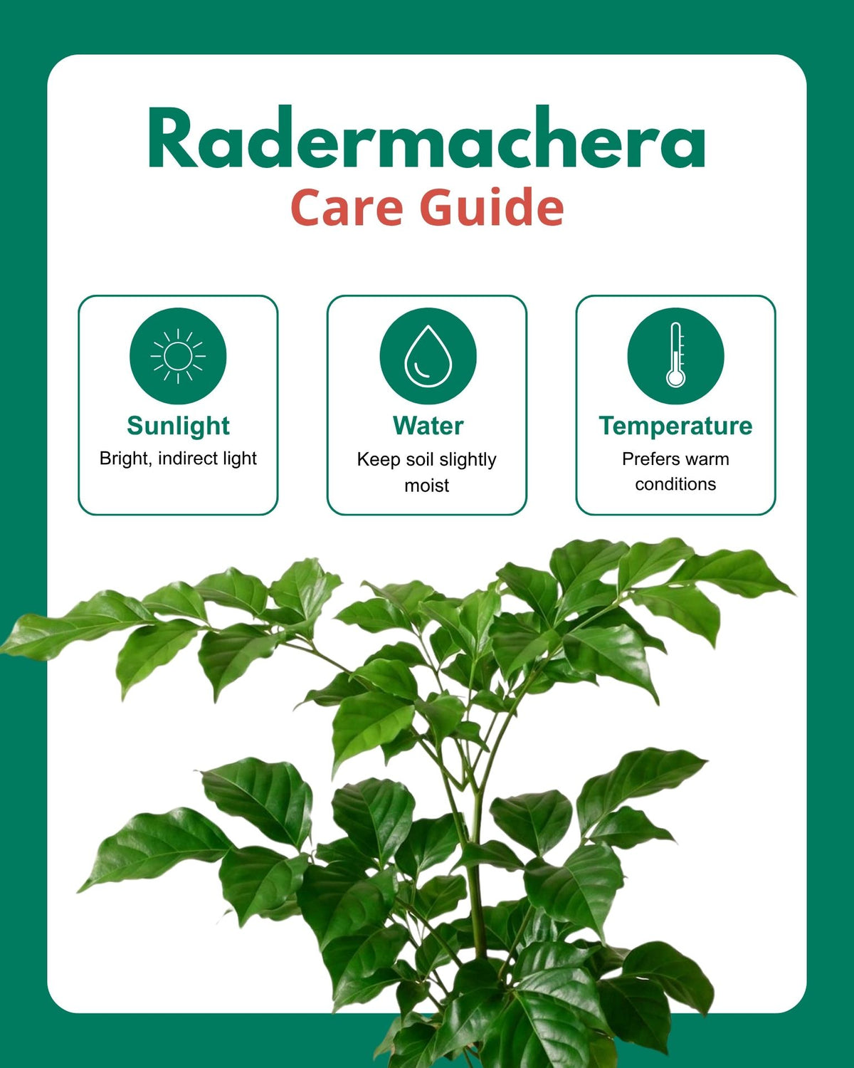 Small Radermachera Plant