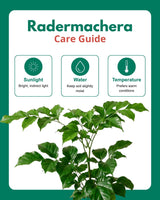 Small Radermachera Plant