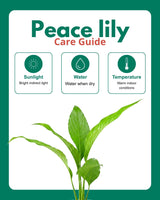 Small Peace Lily