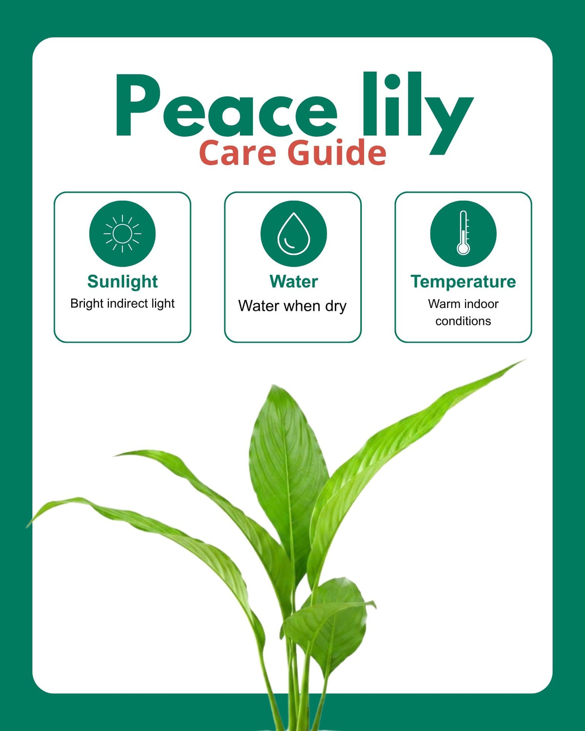 Small Peace Lily