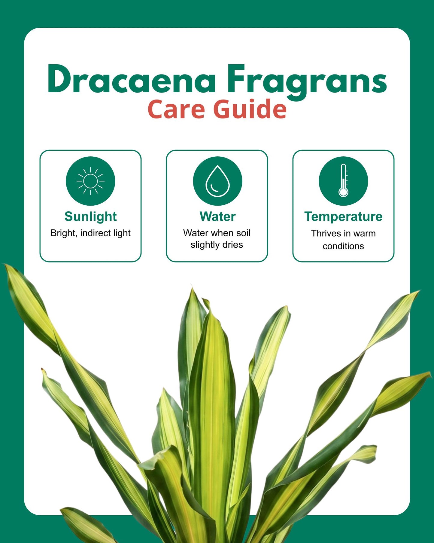 Dracaena Fragrans Plant