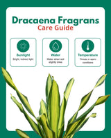 Dracaena Fragrans Plant