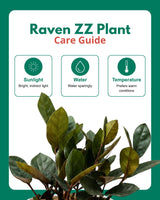 Raven Black ZZ Plant