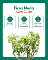 Ficus Nuda (20 Years Old)