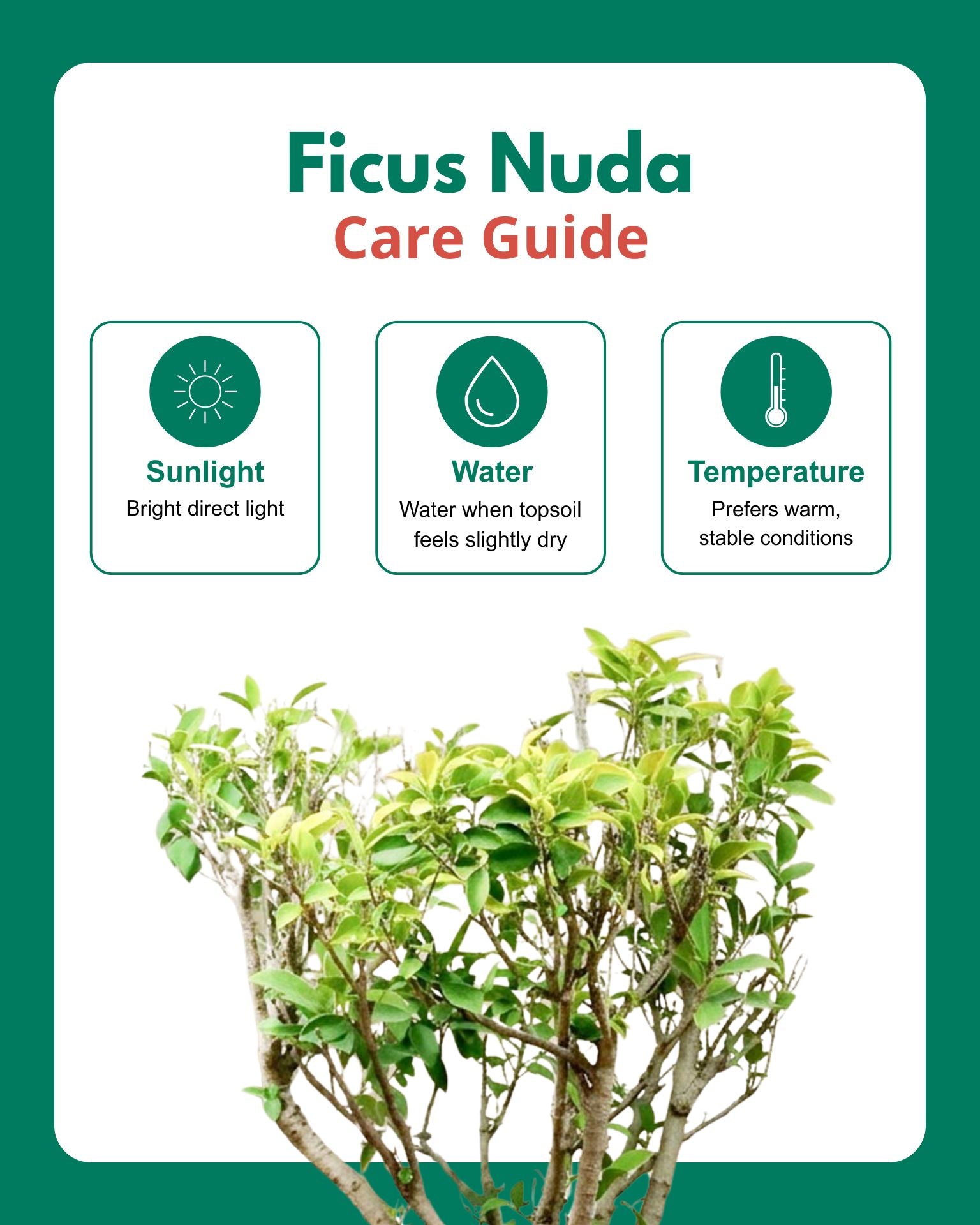 Ficus Nuda (20 Years Old)
