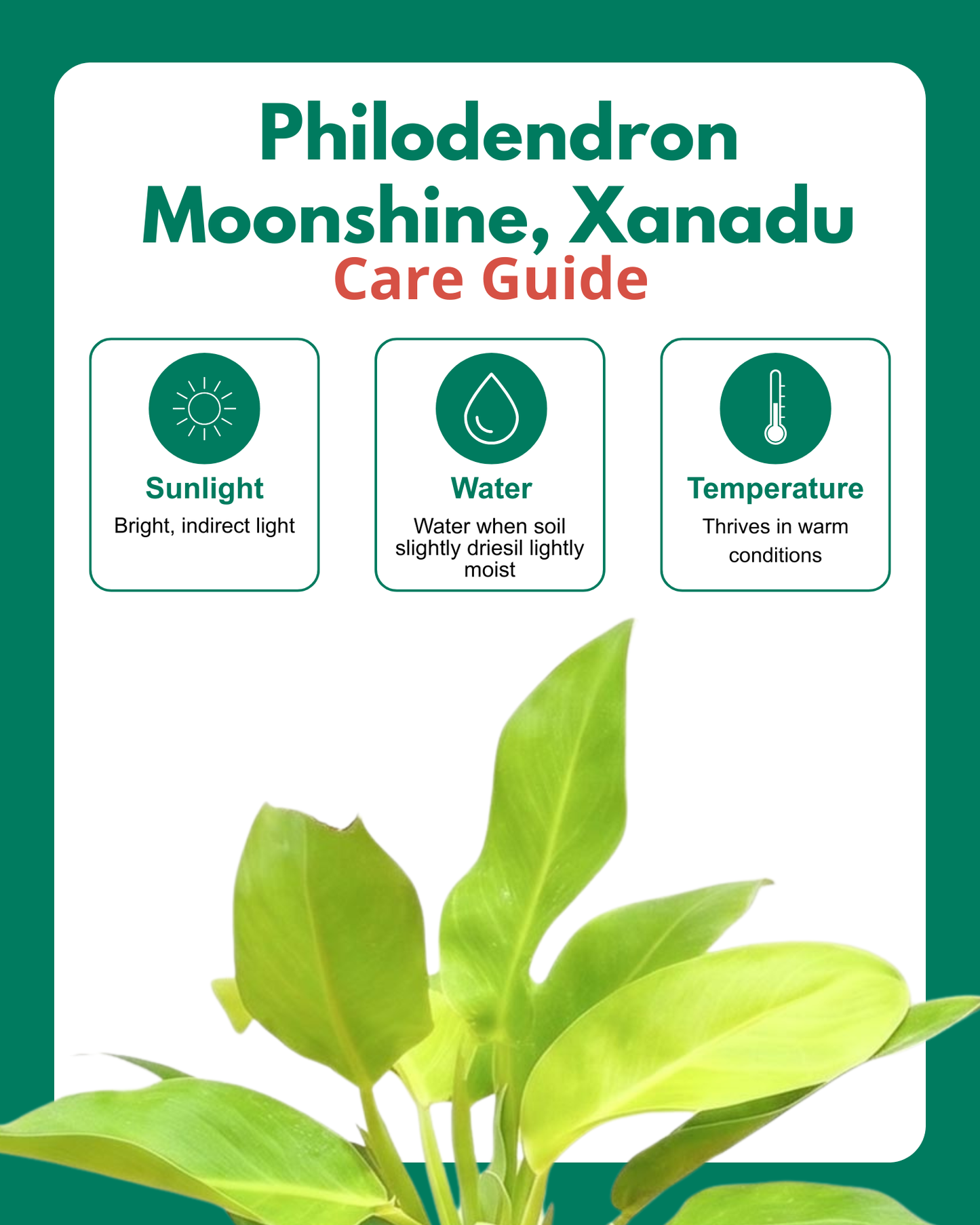 Philodendron Moonshine, Xanadu