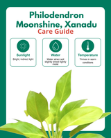 Philodendron Moonshine, Xanadu