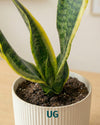 Snake Plant