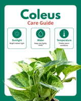 Coleus Green Plant
