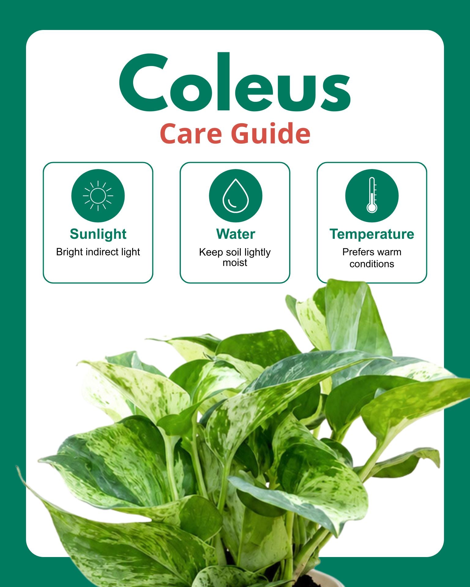 Coleus Horizon Plant