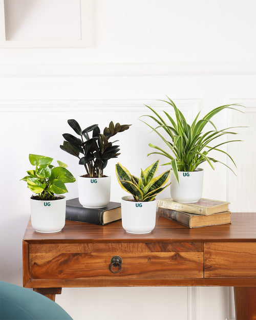 Air Purifying Plant Combo