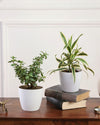 Indoor Combo Of Jade Plant And Song Of India