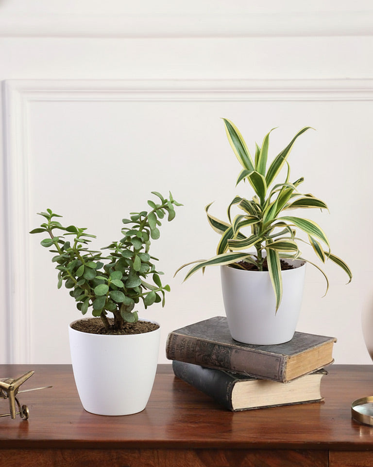 Indoor Combo Of Jade Plant And Song Of India
