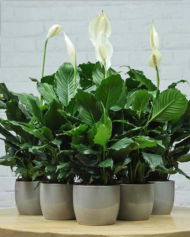 peace lily plant as per vastu Peace Lily – Premium Eco-Friendly Corporate Plant Gift