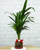 plants for corporate gifting