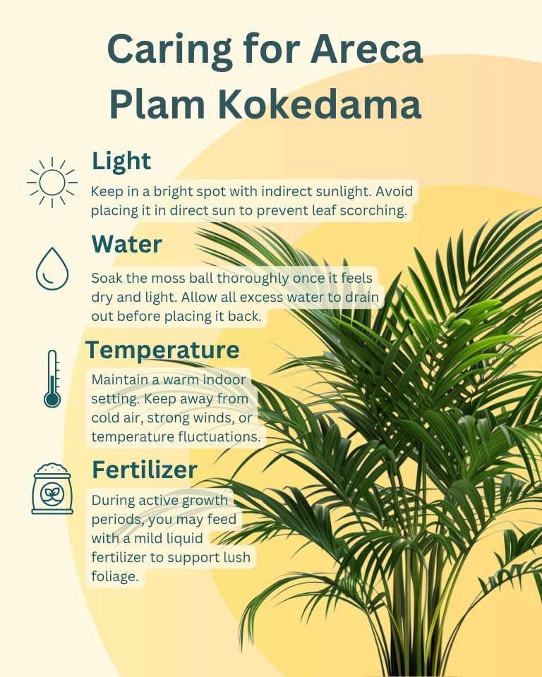 areca palm outdoors care Areca Palm Kokedama – Premium Plant for Corporate Gifting