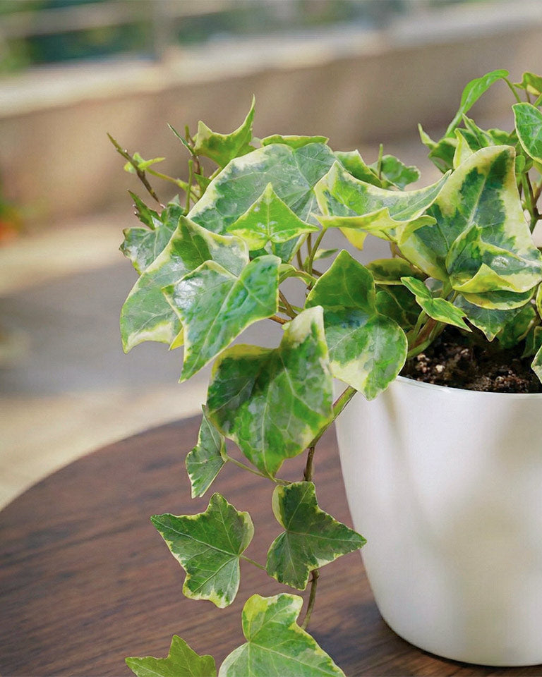 English Ivy Variegated Plant (Hedera helix 'Variegata')