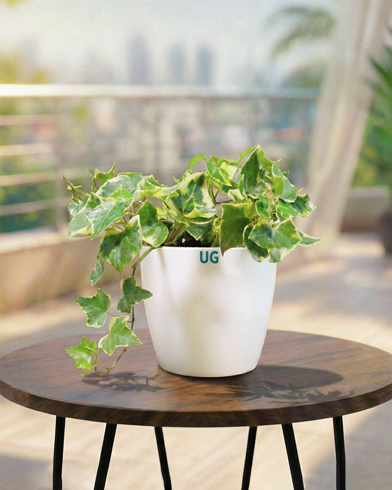 English Ivy Variegated Plant (Hedera helix 'Variegata')