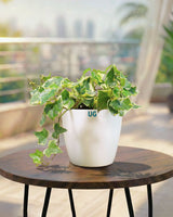 English Ivy Variegated Plant (Hedera helix 'Variegata')