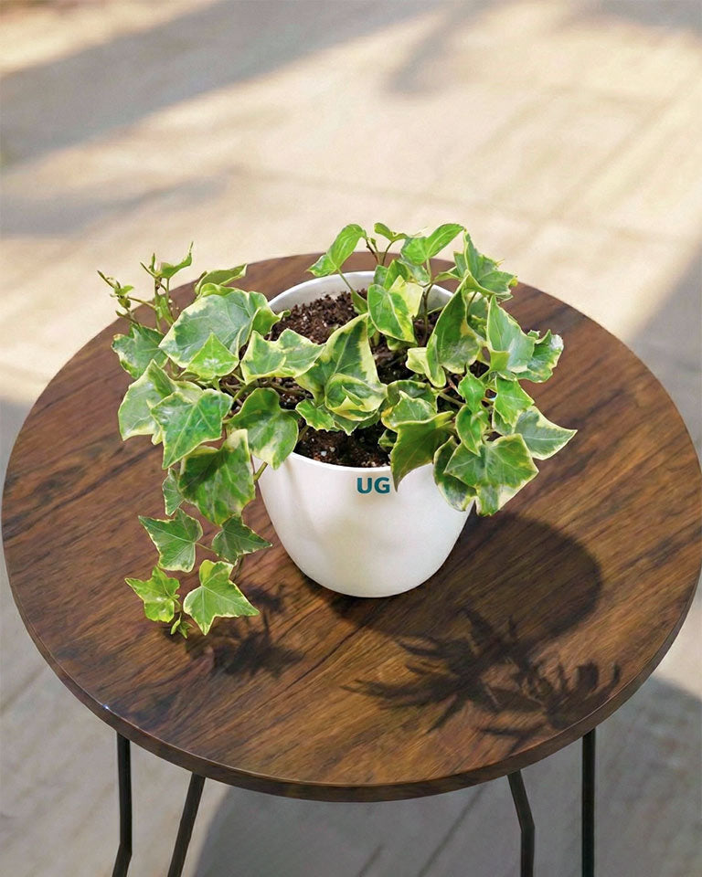 English Ivy Variegated Plant (Hedera helix 'Variegata')