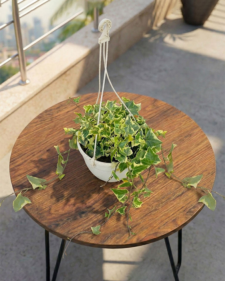 English Ivy Basket