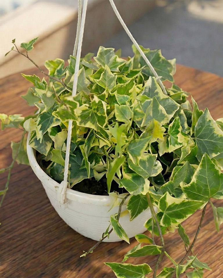 English Ivy Basket