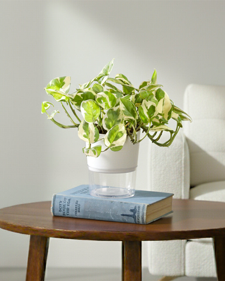 N'joy Money Plant
