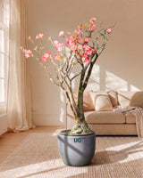 Large Adenium Plant