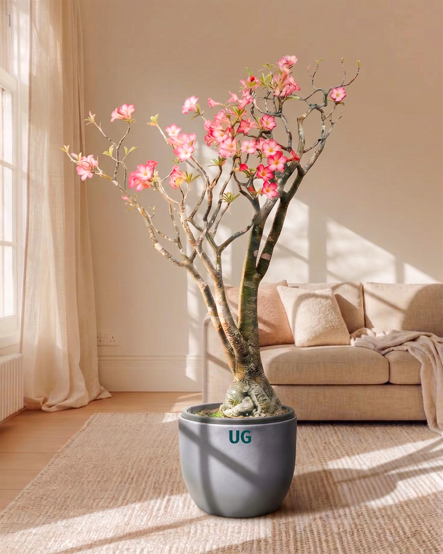Large Adenium Plant