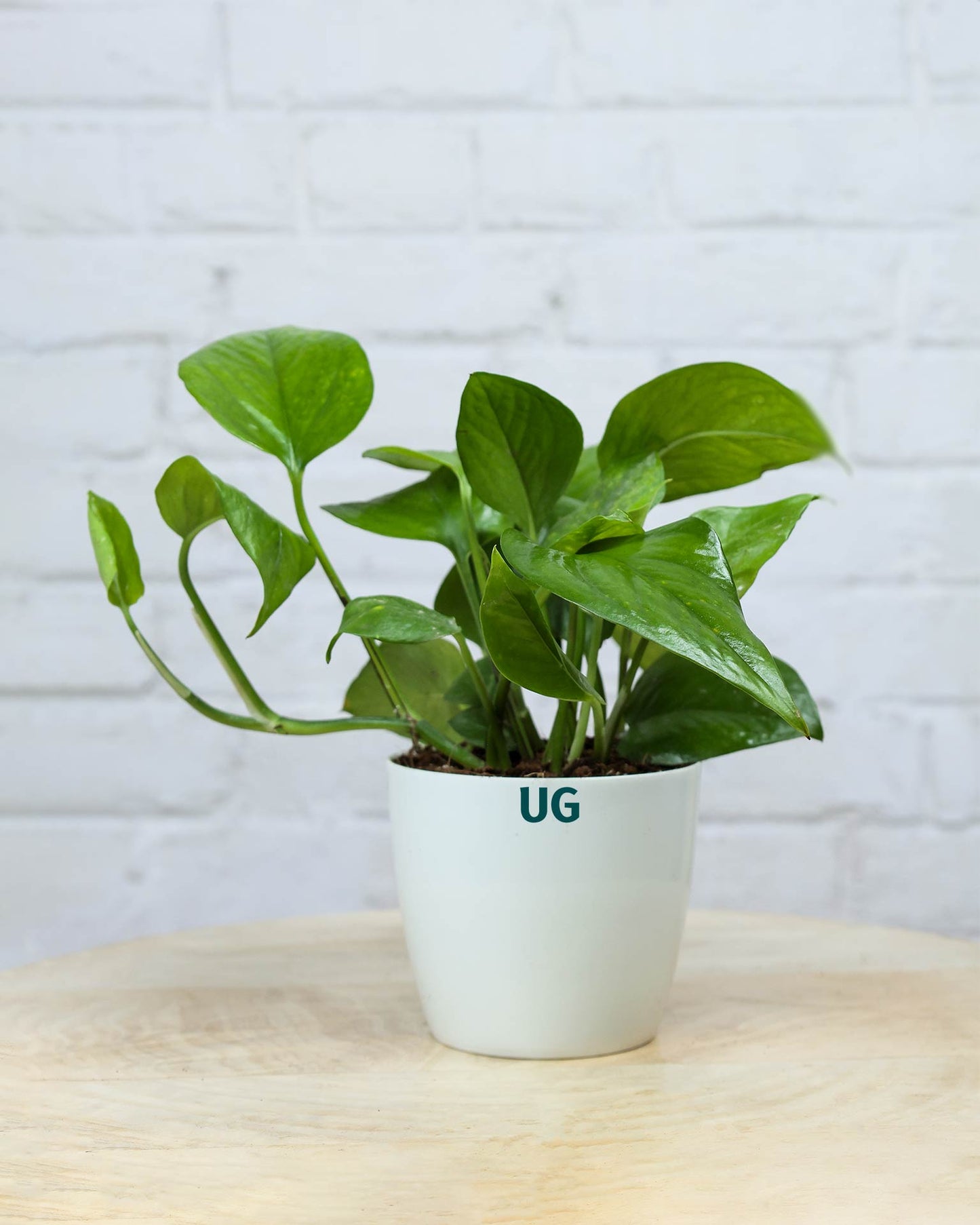 Money Plant Green