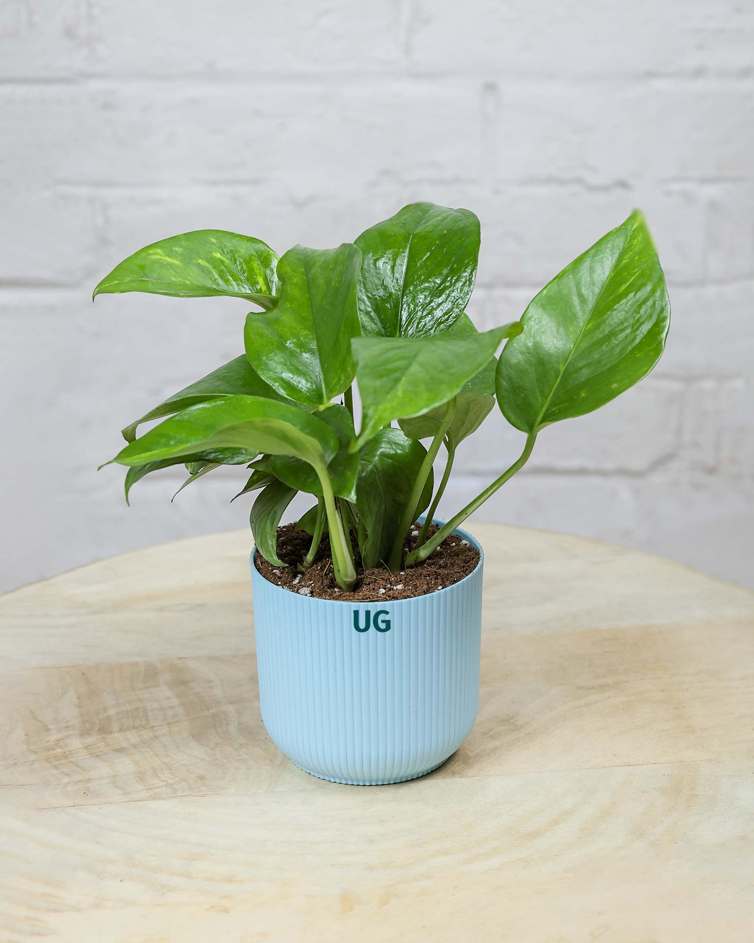 Money Plant Green