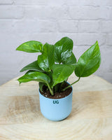 Money Plant Green