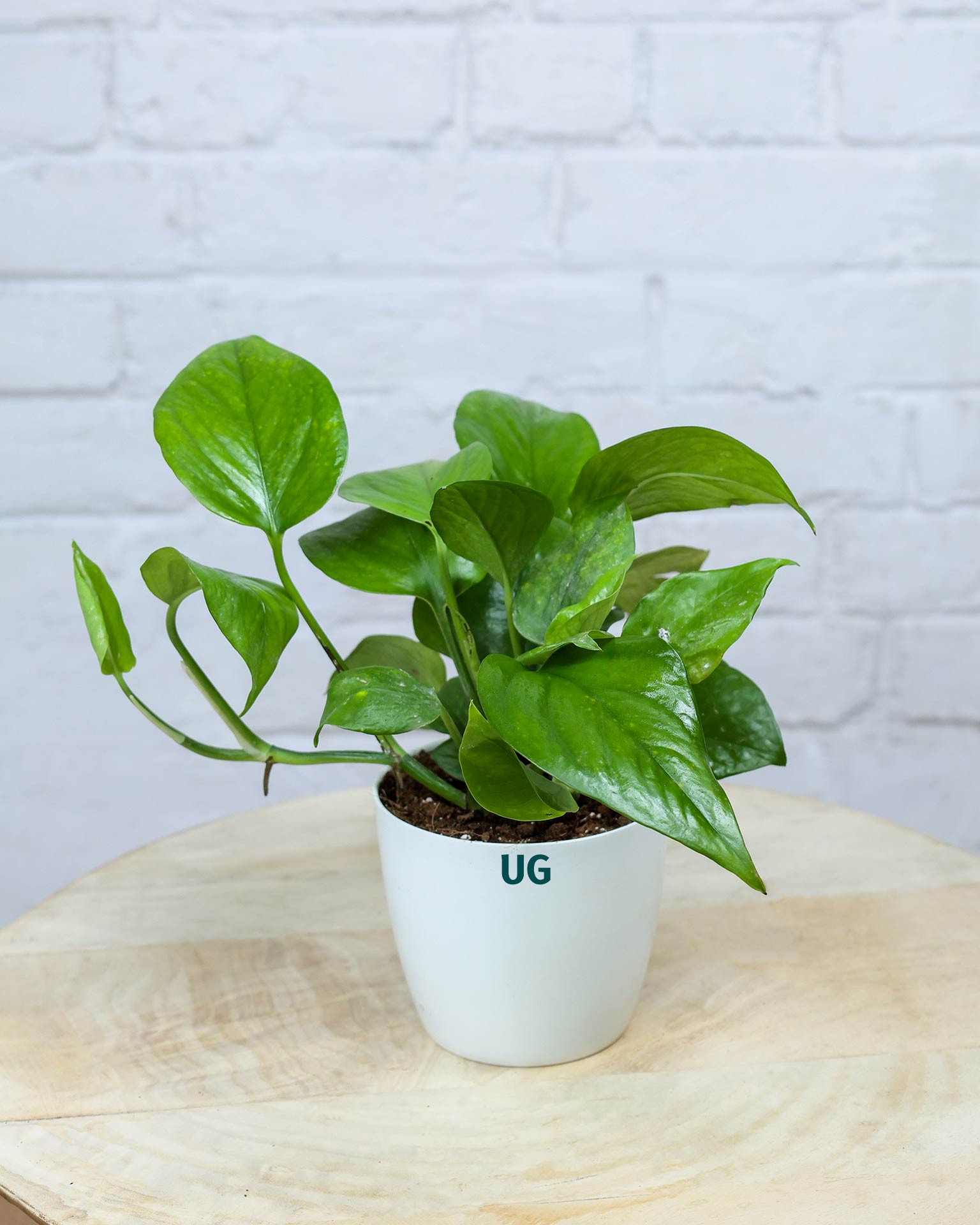 Money Plant Green