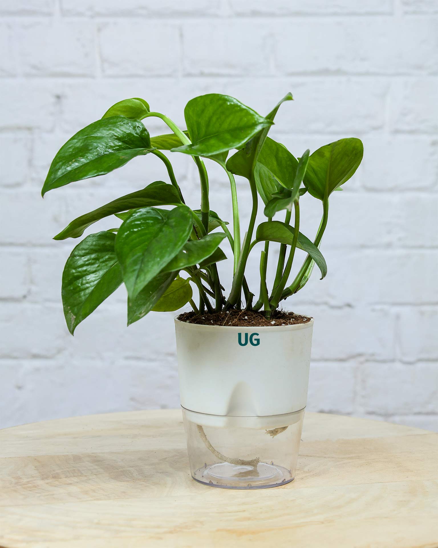 Money Plant Green