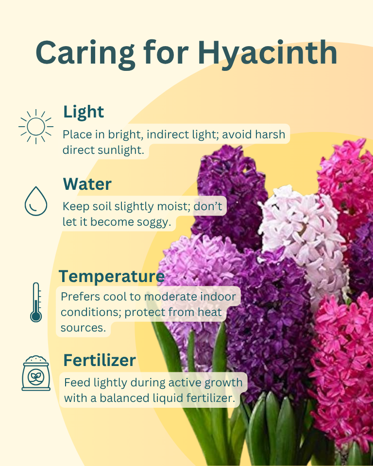 Hyacinth Bulbs
